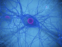 Nerve Function and Spinal Health